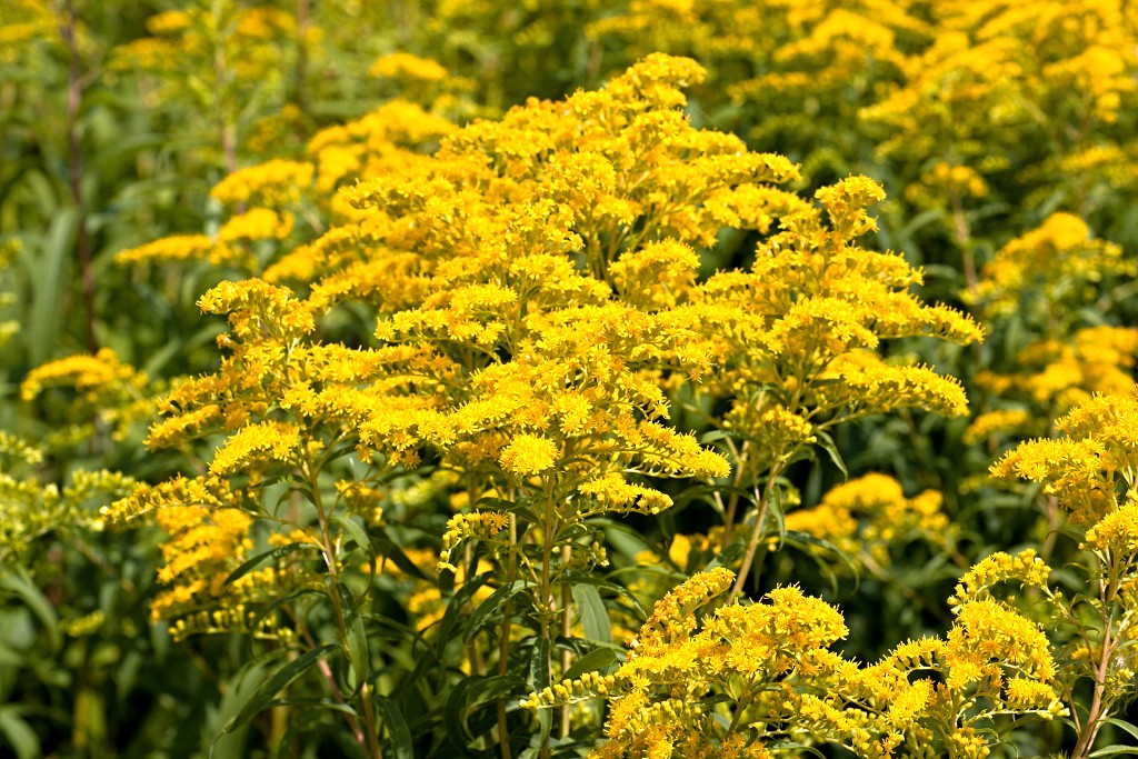 tiengemeten natuur natuurgebied natuurmonumenten hdr schotse hooglanders rien poortvliet museum eiland polder platteland